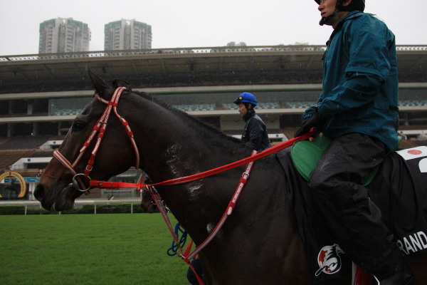 日本各馬の調教・１の画像