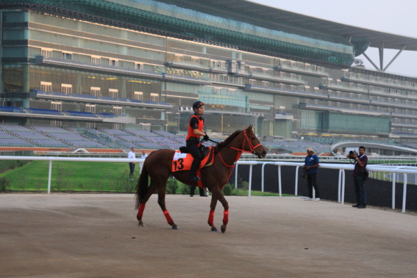 3･28　今朝の日本馬の画像