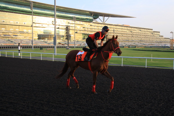 3･30　今朝の日本馬の画像