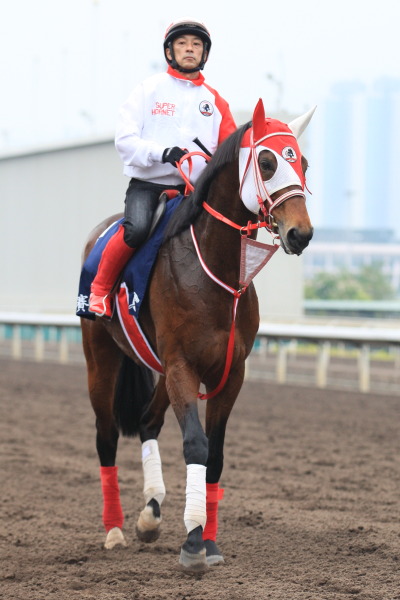 3.28　今朝の日本馬の画像