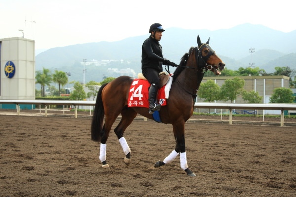 12月7日今朝の日本馬の画像