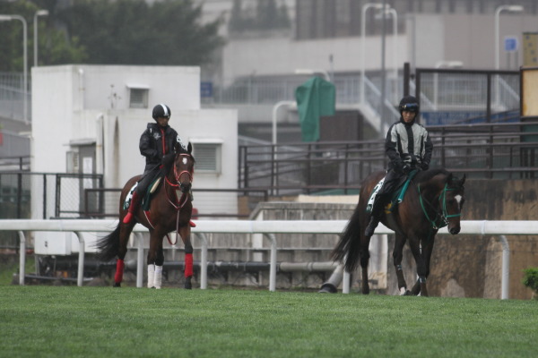 4.23　今朝の日本馬の画像