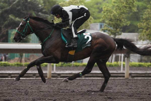 4.23　今朝の日本馬の画像