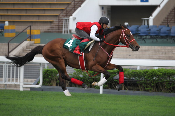 4.24　今朝の日本馬の画像