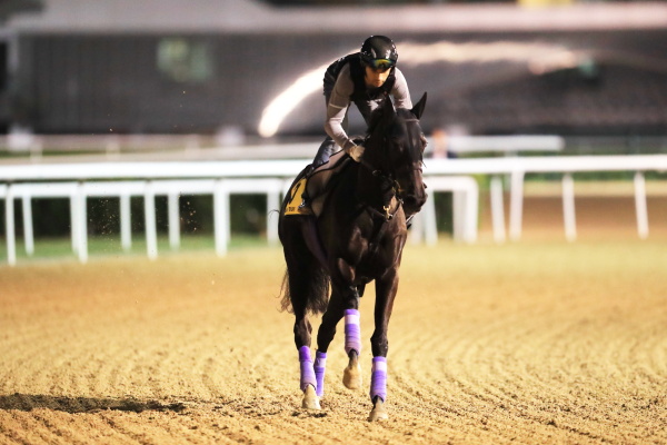 3.24　日本馬の様子の画像