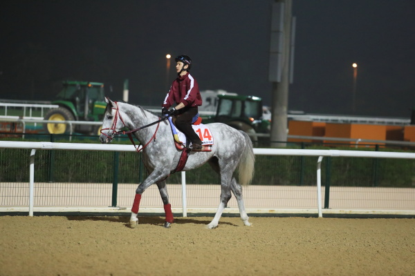 3.22　日本馬の様子の画像