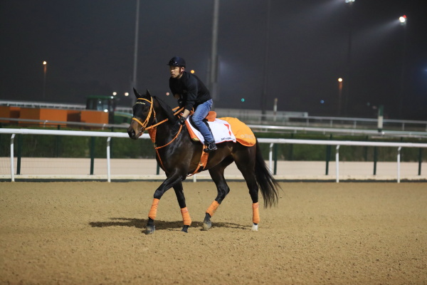 3.22　日本馬の様子の画像