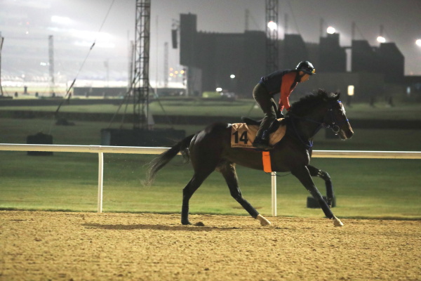 3.22　日本馬の様子の画像