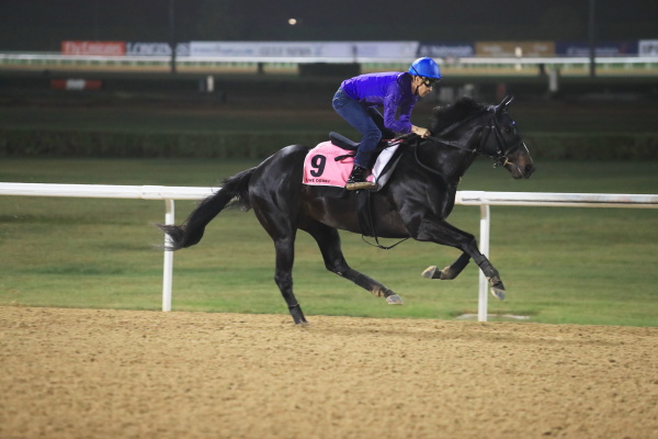 3.22　日本馬の様子の画像