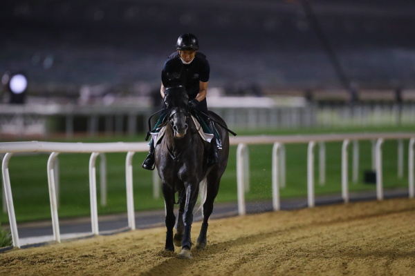 26日撮影　日本馬の画像