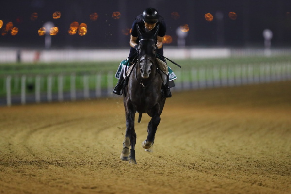 26日撮影　日本馬の画像