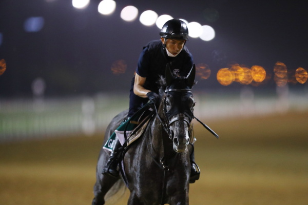 26日撮影　日本馬の画像