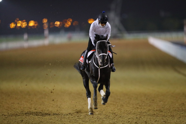 26日撮影　日本馬の画像