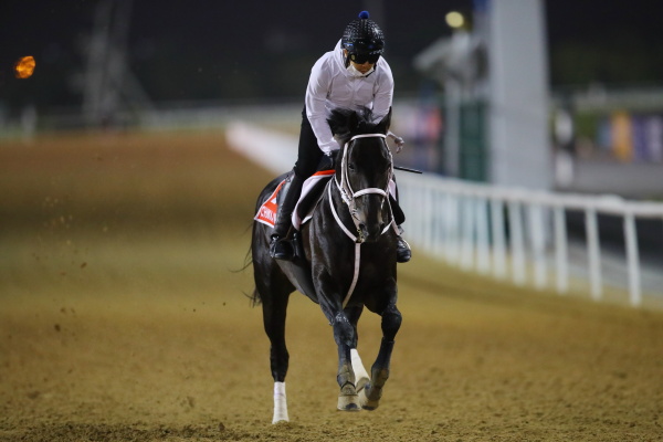 26日撮影　日本馬の画像