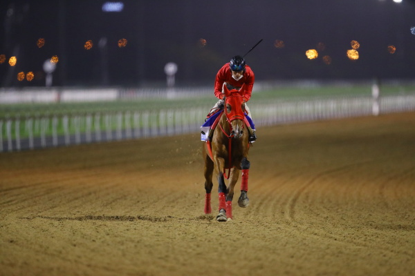 26日撮影　日本馬の画像