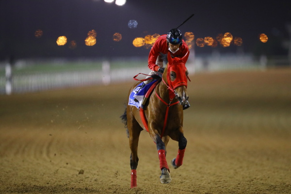 26日撮影　日本馬の画像