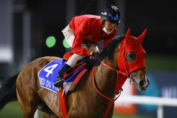 26日撮影　日本馬の画像