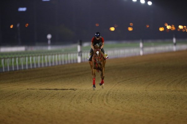 26日撮影　日本馬の画像