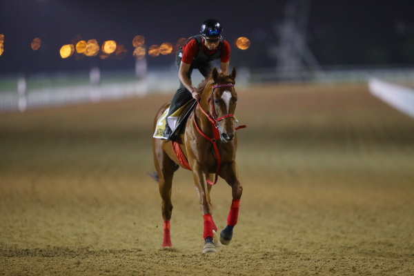 26日撮影　日本馬の画像