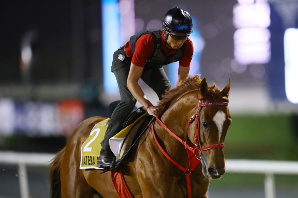 26日撮影　日本馬の画像