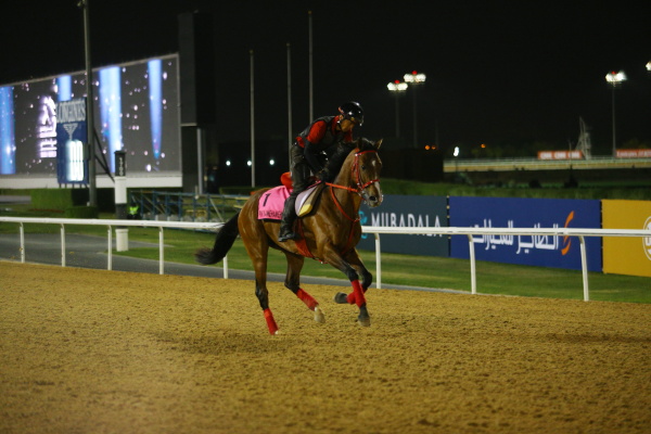 26日撮影　日本馬の画像