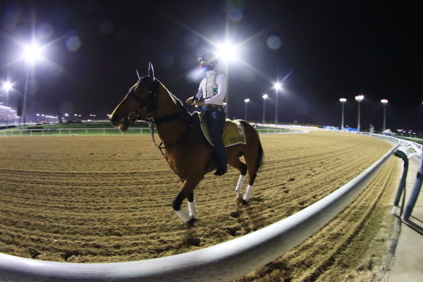 26日撮影　日本馬の画像