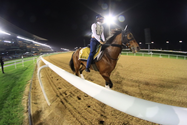 26日撮影　日本馬の画像