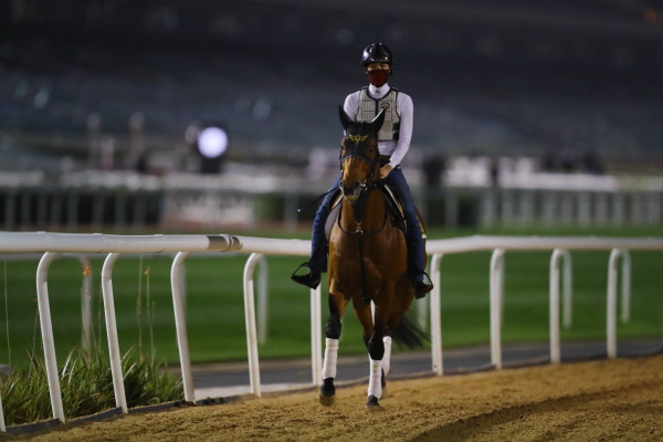 26日撮影　日本馬の画像