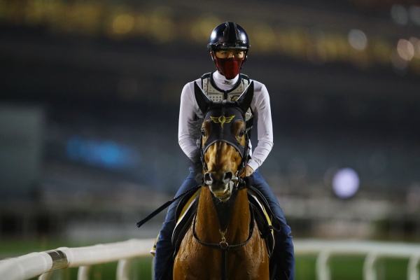 26日撮影　日本馬の画像