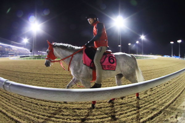 26日撮影　日本馬の画像