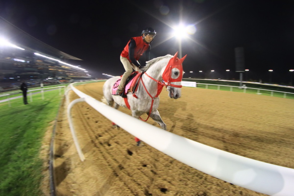 26日撮影　日本馬の画像