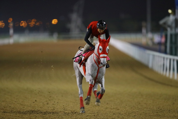 26日撮影　日本馬の画像