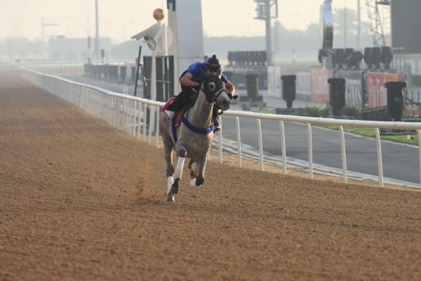 3.25 今朝の日本馬（UAEダービー）の画像