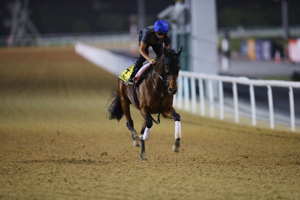 26日撮影　日本馬の画像