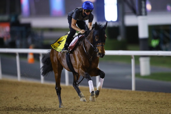 26日撮影　日本馬の画像