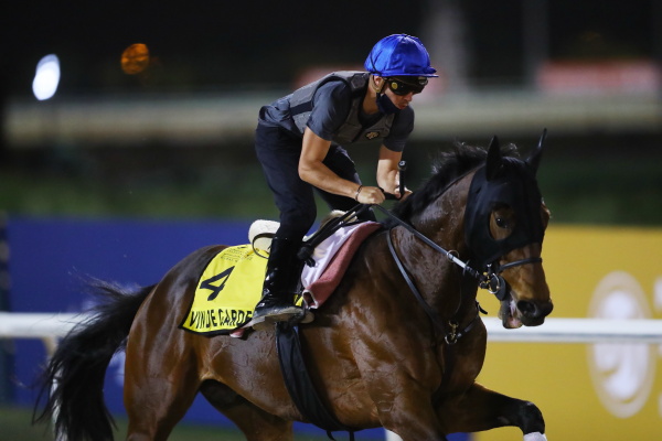 26日撮影　日本馬の画像