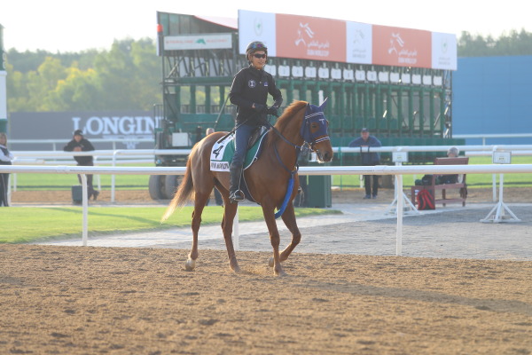 24日の日本馬（ドバイシーマクラシック組）の画像