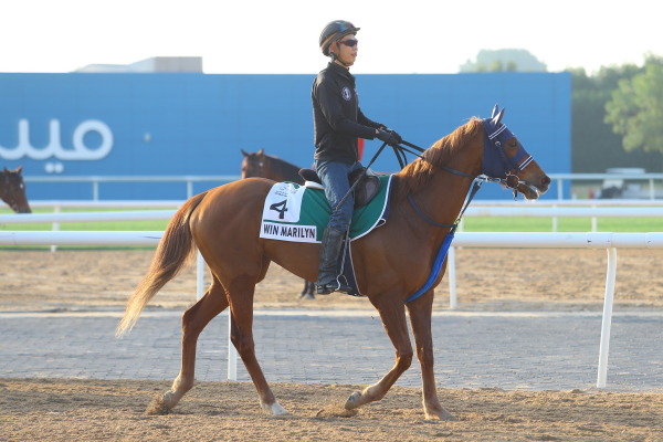 24日の日本馬（ドバイシーマクラシック組）の画像