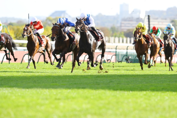 7R PRIX DOLLAR ドラール賞(芝1950m G2)の画像