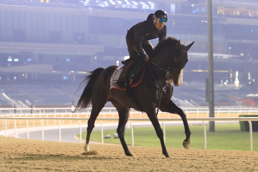 24日の日本馬（ドバイシーマクラシック組）の画像