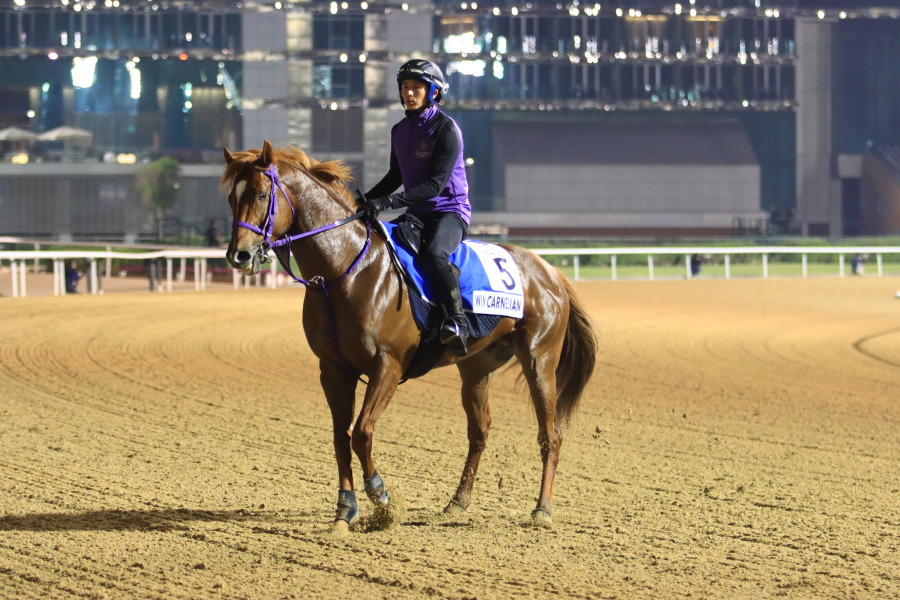 24日の日本馬（ゴドルフィンマイル組）の画像