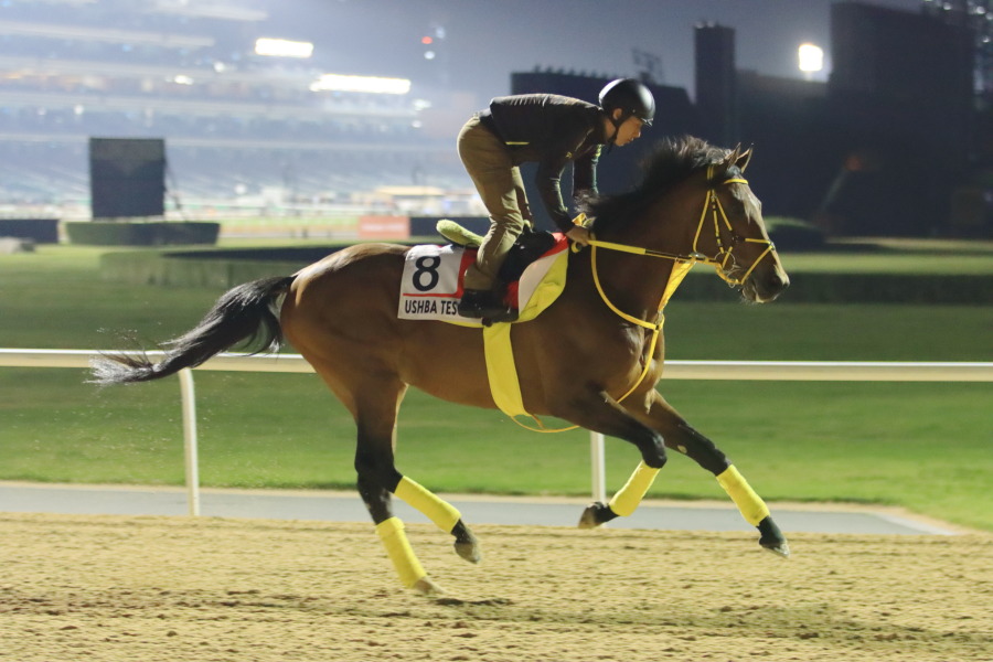 24日の日本馬（ドバイワールドカップ組）の画像