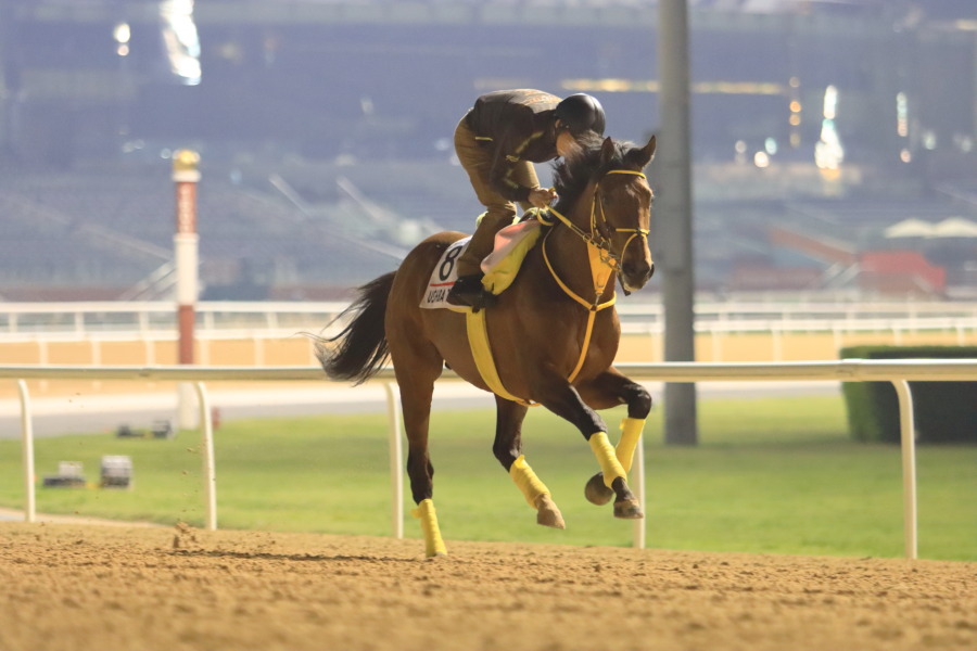 24日の日本馬（ドバイワールドカップ組）の画像