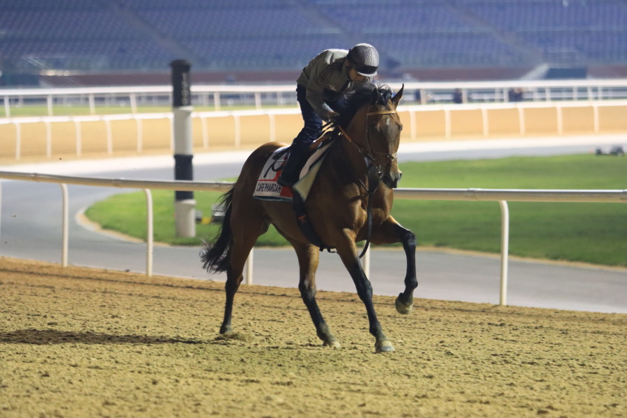 24日の日本馬（ドバイワールドカップ組）の画像