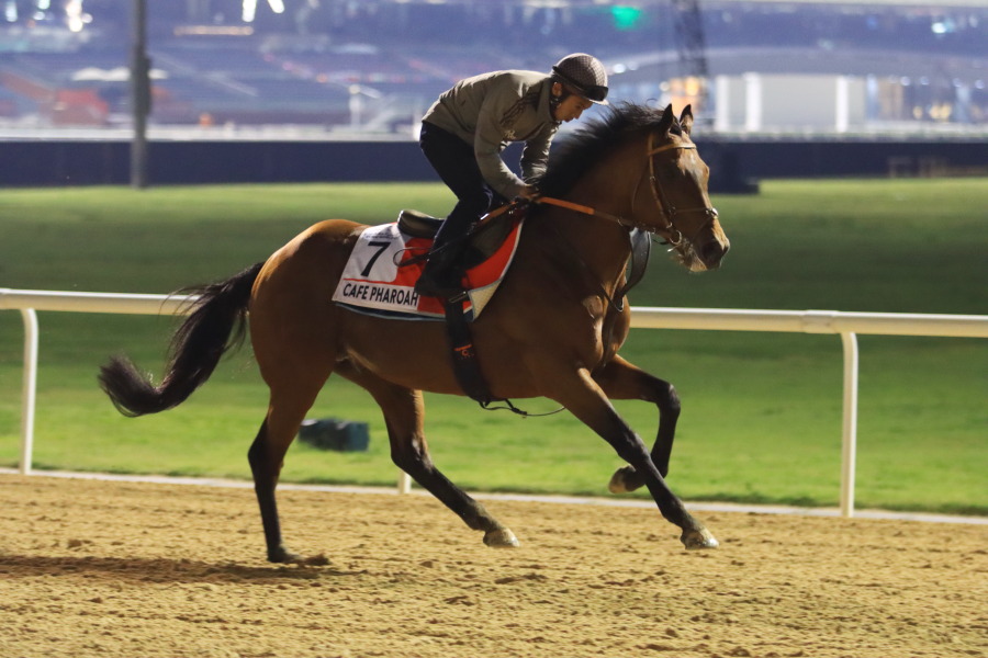 24日の日本馬（ドバイワールドカップ組）の画像