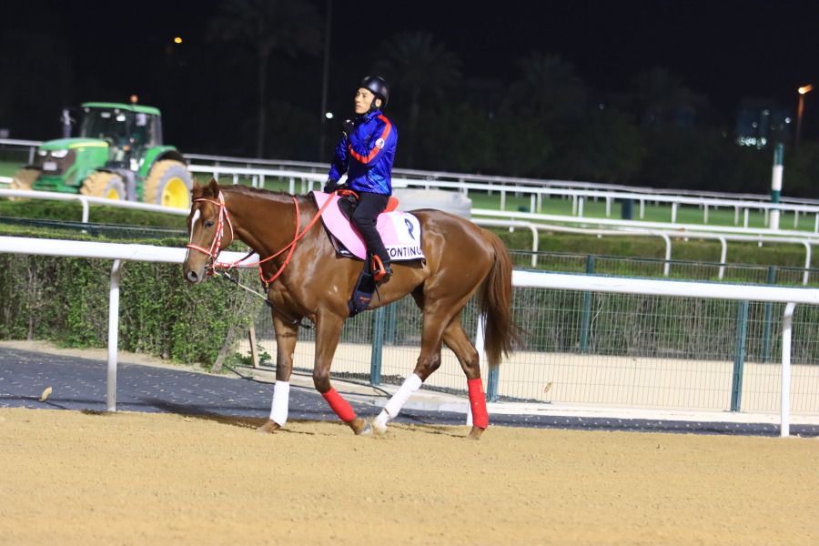 24日の日本馬（UAEダービー組）の画像