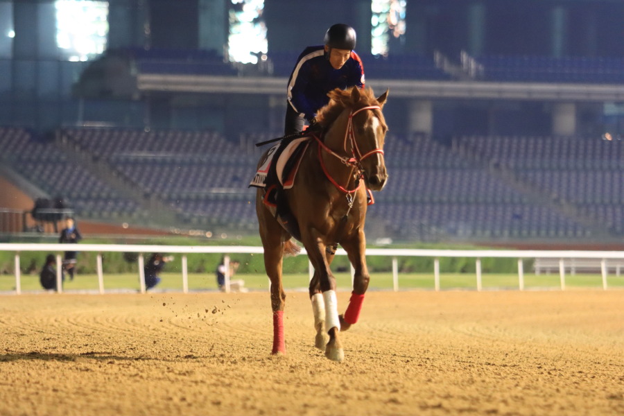 24日の日本馬（UAEダービー組）の画像