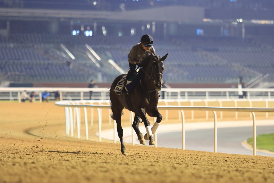 24日の日本馬（ドバイシーマクラシック組）の画像