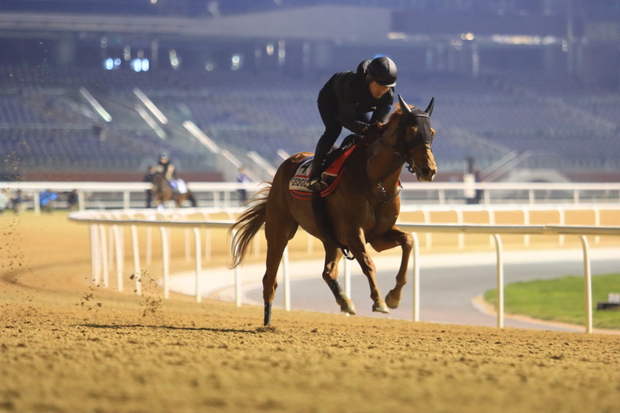 24日の日本馬（ドバイワールドカップ組）の画像