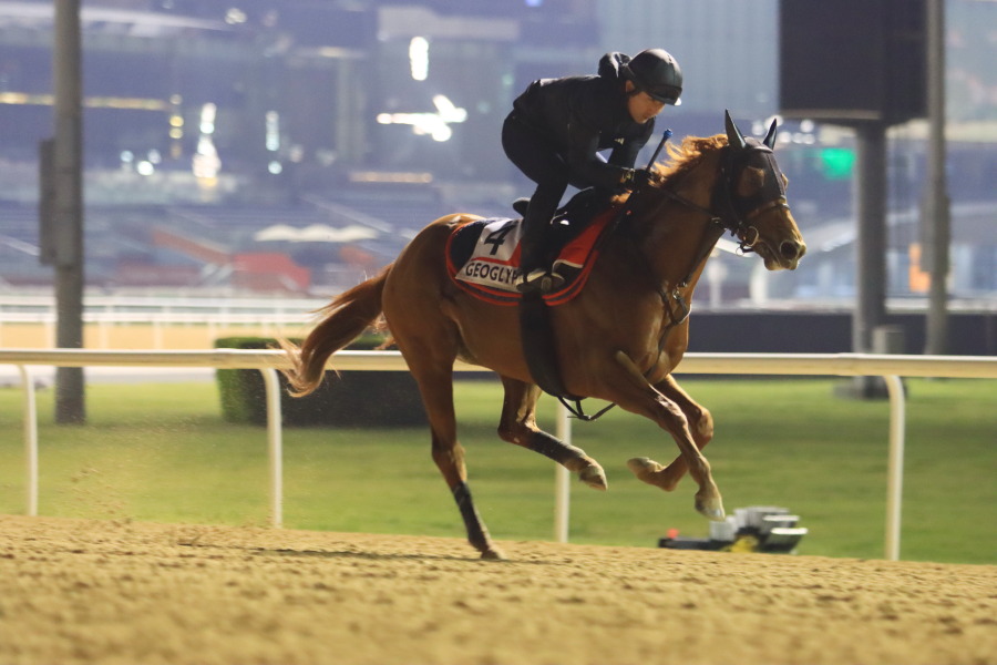 24日の日本馬（ドバイワールドカップ組）の画像